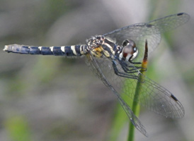 Elfin Skimmer